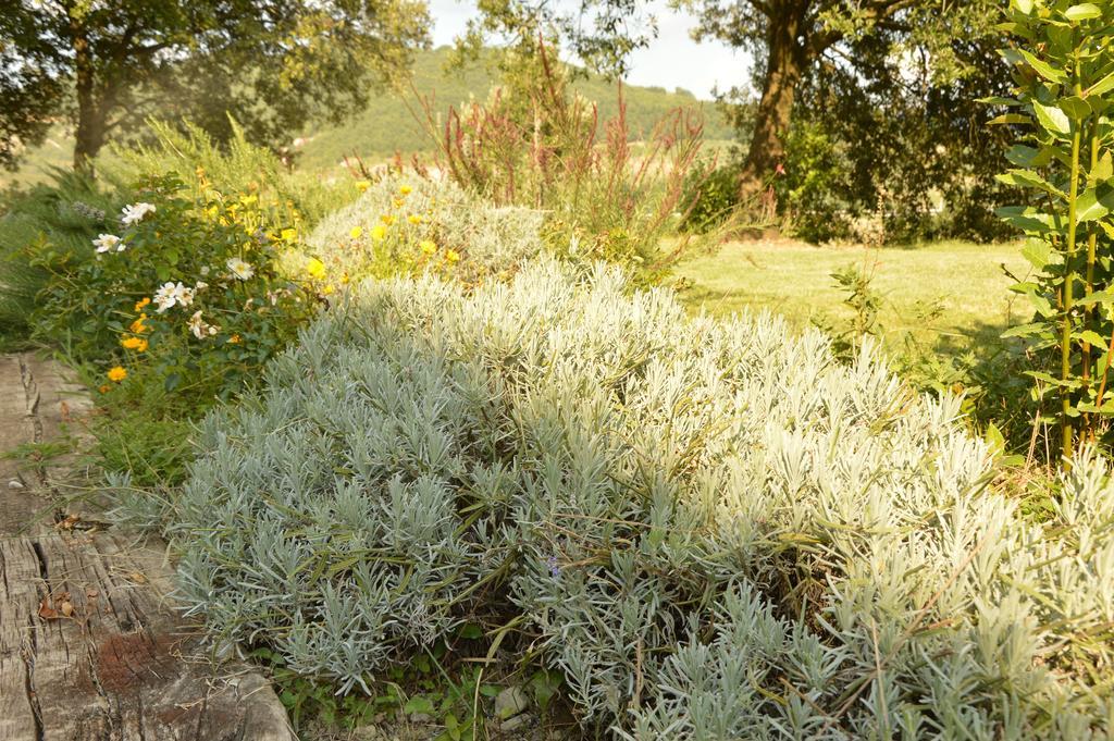 Agriturismo Riparossa Allerona ภายนอก รูปภาพ