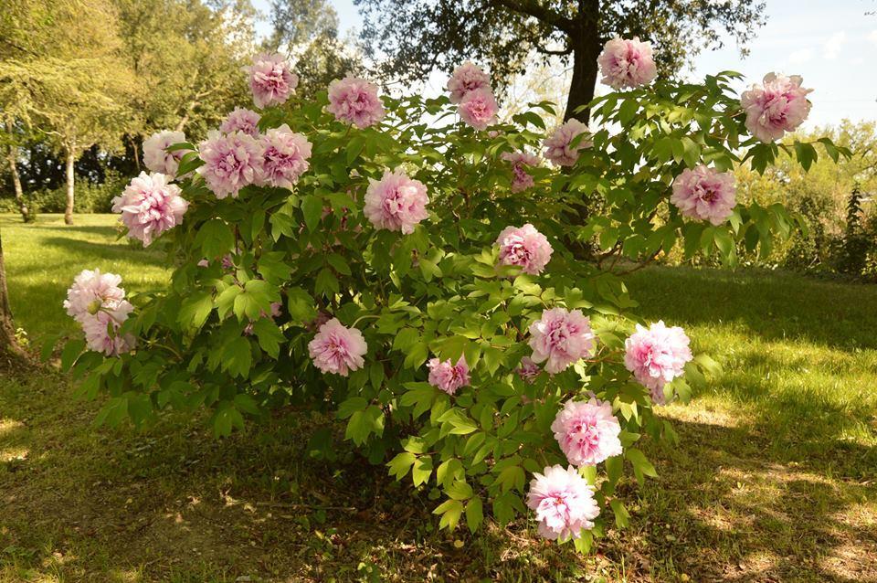 Agriturismo Riparossa Allerona ภายนอก รูปภาพ